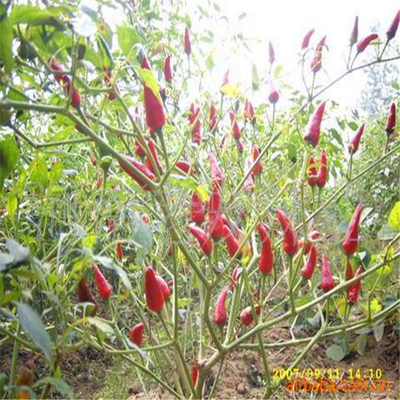 Round 12% Moisture Red Bullet Chilli Anhydrous HACCP With Hat King Small Size