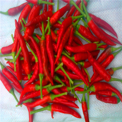 Dehydrating Sanying Tianjin Red Chilies Hot Peppers Mala Dried 20000SHU