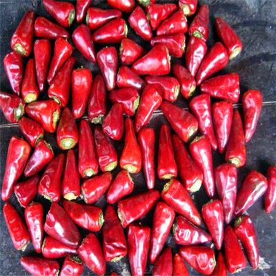 Red Bullet Chilli with Hat for Industrial Drying