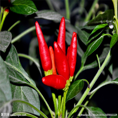 Red Bullet Chilli with Hat for Industrial Drying