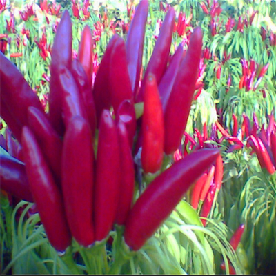 Red Bullet Chilli with Hat for Industrial Drying