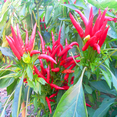 Top Quality Air And Sun Dried Red Chilli Peppers  90,000 SHU