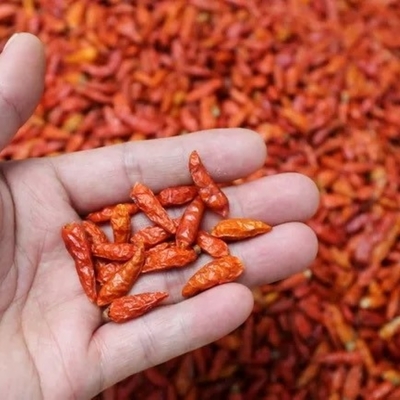 Length 4-14 Cm Chinese Dried Chili Peppers And Crispy Texture