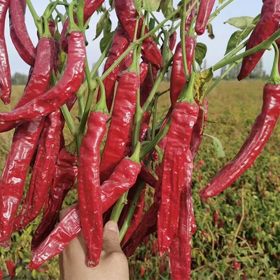 Air Or Sun Dried Dehydrating Chillies Natural Red Colour