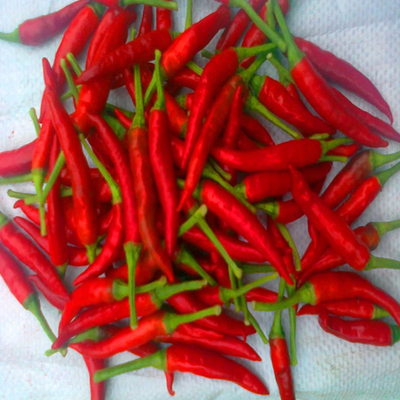 4-7cm Dried Red Chilli Peppers Storage Conditions Cool And Dry Place