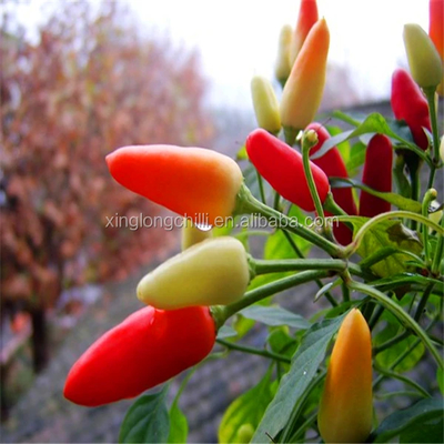 Long Dry Red Chilli Dried Red Chile Peppers 100G Pure Round Spice