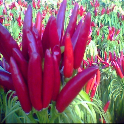 Air Dried Red Bullet Chilli Dark Red Colour With Hat For Kitchen Essentials