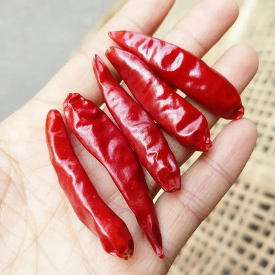 Non Additives Red Bullet Chilli With Hat  For Your Business Standard
