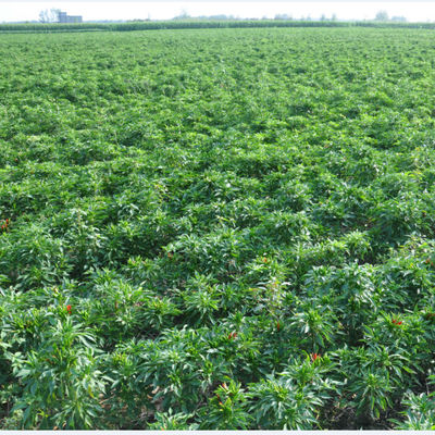 Moisture 12%max Dried Red Chilli Peppers Hot Pungency 000 SHU 4-7cm