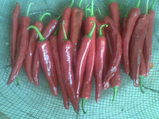 Natural Red Yidu Chili With Stem Jinta Chilli Pepper seasoning food