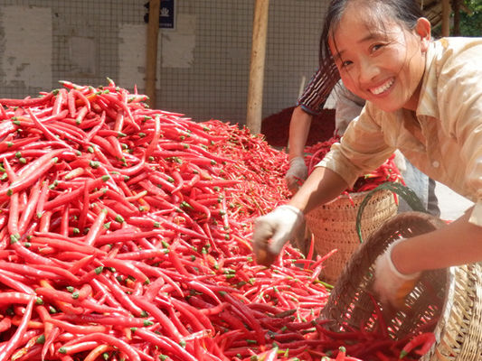 4cm-7cm Erjingtiao Dried Chilis Strong &amp; Pungent Chilli Flavor