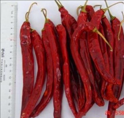 Stemless Erjingtiao Dried Chilis Sterilized Whole Chillies Pungent