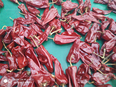 New Crop Yidu Dried Chili With Stem HACCP Certification