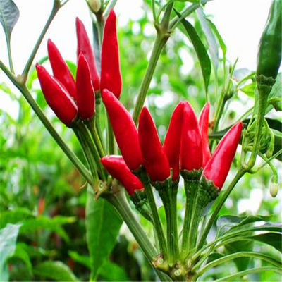 Dried Oval Birds Eye Chillies Rich In Vitamin C For Cooking
