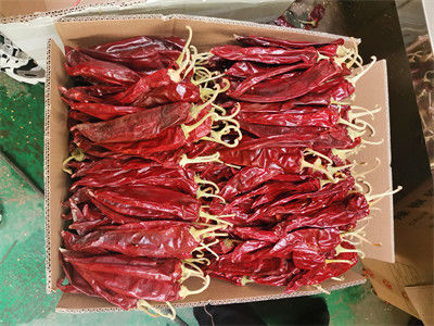 Raw Paprika Capsicum Pepper Length Of 13cm And Up For Processing