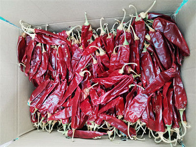 Jinta Sweet Pepper Paprika Dried Chile Guajillo Spicy 15% Moisture