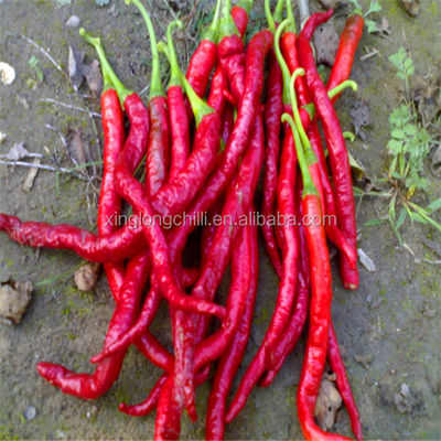 Block Shape Xian Chilli Seasoning Stemless Long Dry Red Chilli