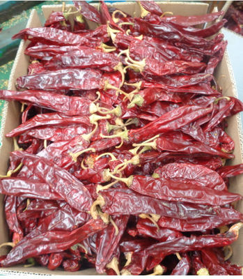 Premium Food Additive Chinese Paprika 10-20cm And Quality Guaranteed