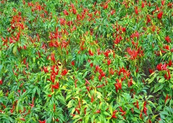 Fiery Red Dried Birds Eye Chilli for Spicy Cooking