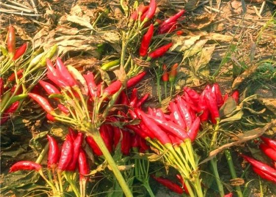 50000 SHU Dried Red Chilli Peppers Spicy 3CM Length Restaurant Use
