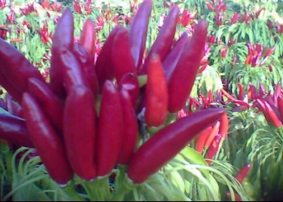 Round Red Chili Peppers Rich In Vitamin C