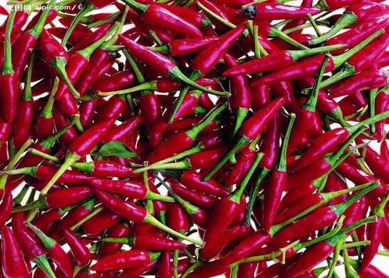 Tianjin Red Chilies Authentic Spicy Flavor from China