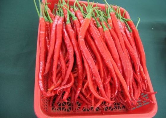 Red Erjingtiao Dried Chilis Spicy Stemmed Dehydrating Chili Peppers