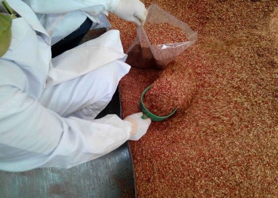 Strong Flavor Stemmed Yidu Crushed Red Chilli Flakes For Pizza Seasoning