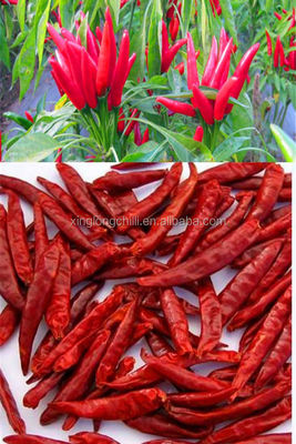 KOSHER Pepper Chile De Arbol 25KG Spicy Dried Chiles 40mm Length