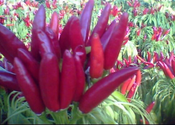 FDA Mild Dried Red Hot Chili Peppers 10 PPB Spicy Food Condiment 