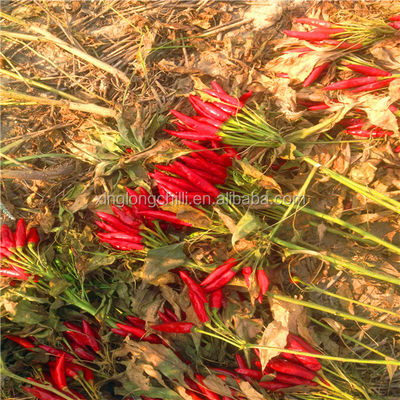 Organic De Arbol Chile Tianjin Dried Spicy Peppers 50000SHU Super Hot