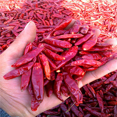 Organic De Arbol Chile Tianjin Dried Spicy Peppers 50000SHU Super Hot