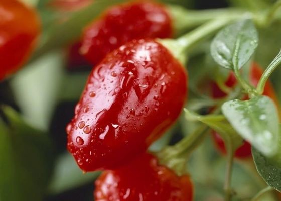 Dried Round Chili Peppers With Intense Heat Spicy Flavor
