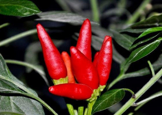 Tianjin Red Chilies Authentic Spicy Flavor from China