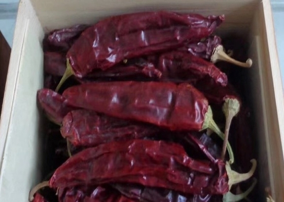 10 - 15cm Dried Guajillo Chili 50BLS For Mouthwatering Stews