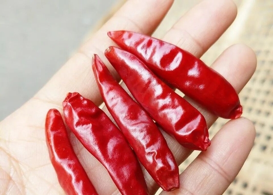 10kg Pack Small Spicy Dried Red Chillies Zero Addition