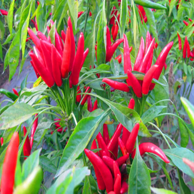 Hot Pungency 10,000 SHU Dried Red Chilli Peppers Strong Pungent Chilli Flavor Peppers