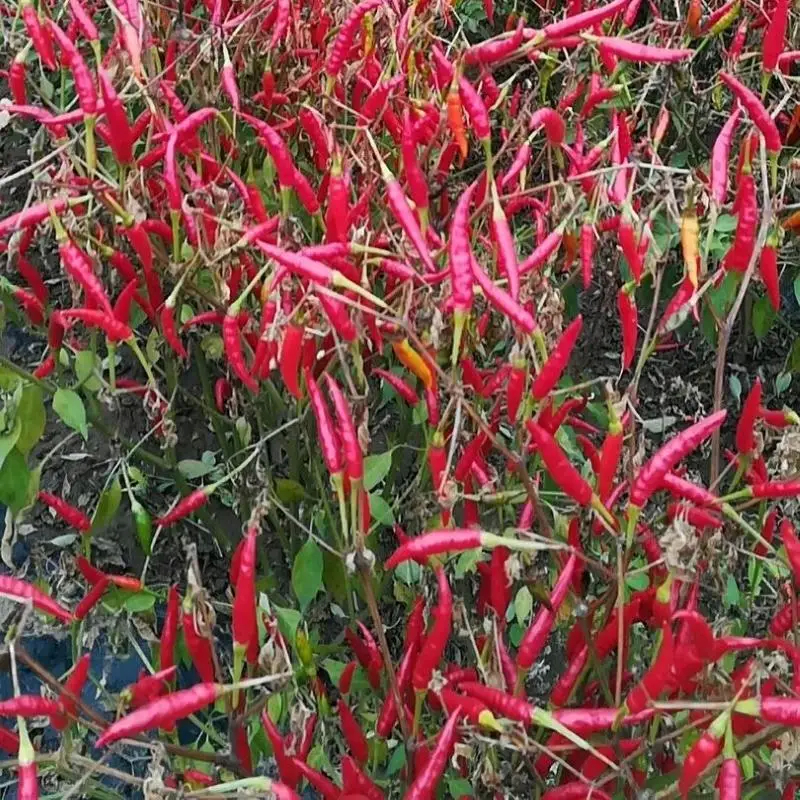 Cool And Dry Place Storage Dried Red Chilli Peppers With 12%max Moisture Imurity 1%