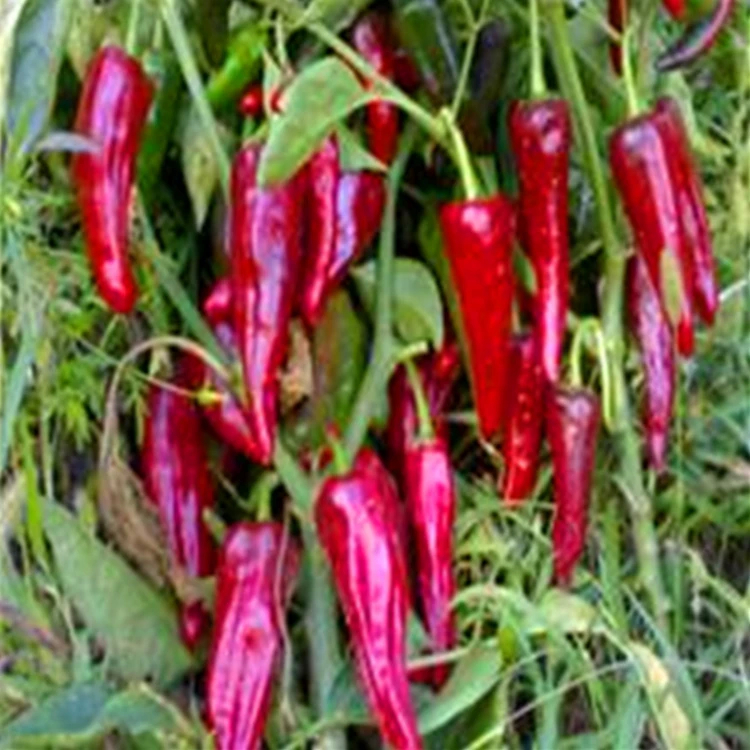 1KG Dried Birds Eye Chilli Spicy Flavor Store In Dry And Cool Place