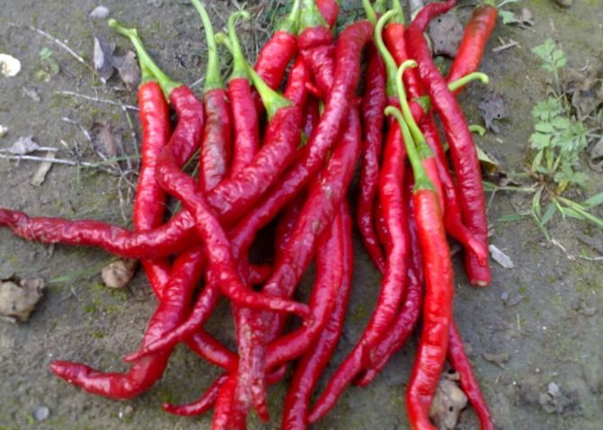 Anhydrous Xian Chilli Edible Dehydrating Cayenne Peppers Stemmed
