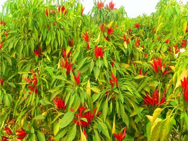 New Crop 4-7 Cm Asian Dried Chili Peppers Spicy Popular In Sichuan Restaurants