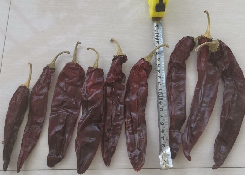 Smooth And Leathery Dried Chile Guajillo Heb Without Stem For Soups