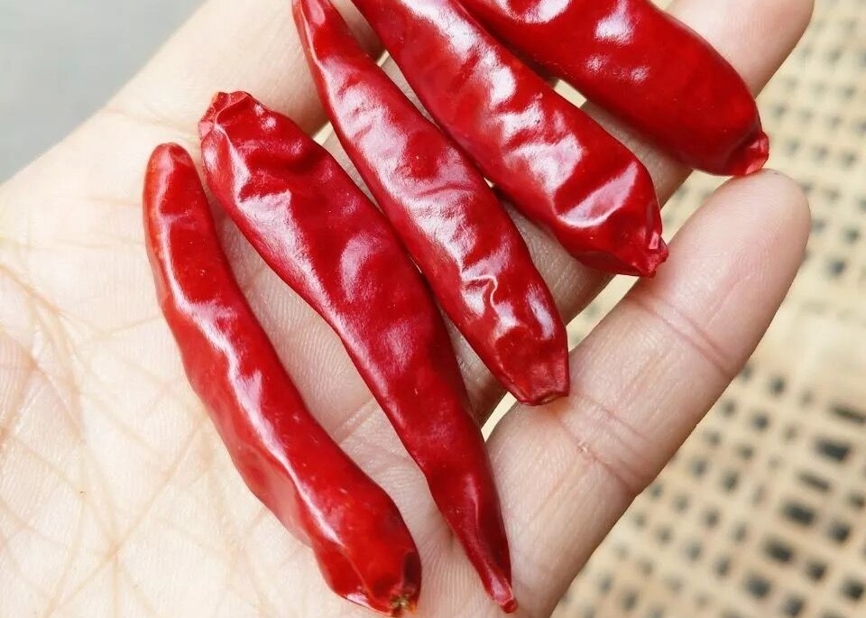 10% Moisture Stemless Dried Sichuan Chilli Whole Pods In 10KG Pack