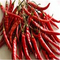 No Pigment Erjingtiao Dried Chilis 16CM Red Stemmed Dehydrating 8000SHU