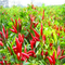 Dehydrating Sanying Tianjin Red Chilies Hot Peppers Mala Dried 20000SHU