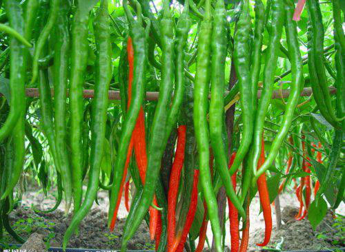 4cm-7cm Erjingtiao Dried Chilis Strong & Pungent Chilli Flavor