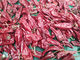 12CM Dry Red Chilli Whole Xinglong 10KG Dried Asian Chili Peppers