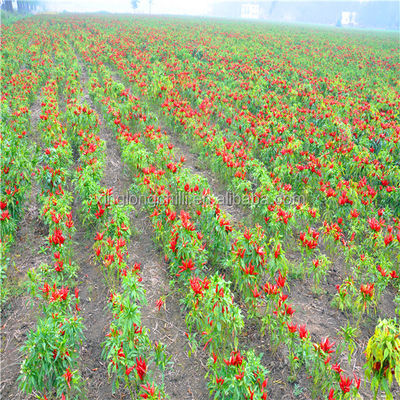 Seasoning Dried Guajillo Chili Peppers Pungent Flavor A Grade