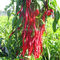 Block Shape Xian Chilli Seasoning Stemless Long Dry Red Chilli