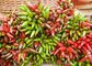 GMP Dried Birds Eye Chilli Peppers Chinese With Seeds 15000SHU